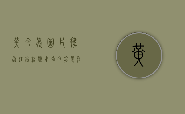 黄金螺图片，探索这种神秘生物的美丽与生态意义