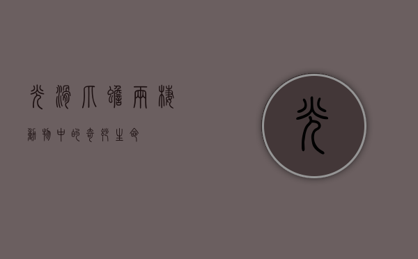 光滑爪蟾，两栖动物中的奇妙生命