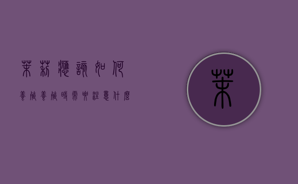 茉莉应该如何养殖，养殖时需要注意什么（茉莉养殖方法和注意事项,掌握这些是关键）
