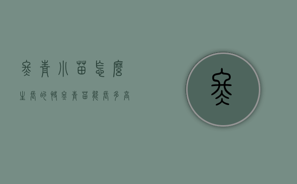冬青小苗怎么生长的快（冬青苗能长多高）