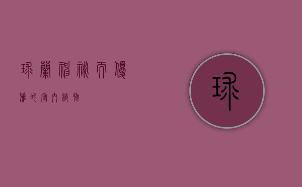 球兰，神秘而优雅的室内植物