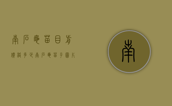 南石龟苗目前价格多少（南石龟苗子图片）