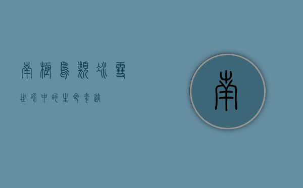 南极鸟类，冰雪世界中的生命奇迹