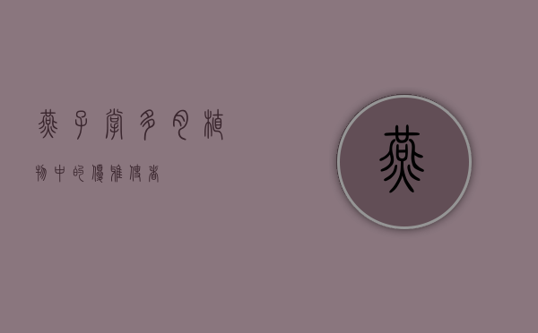 燕子掌，多肉植物中的优雅使者