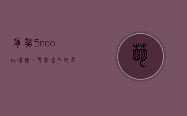 萌猫Snoopy微博，一只猫咪如何俘获百万粉丝的心