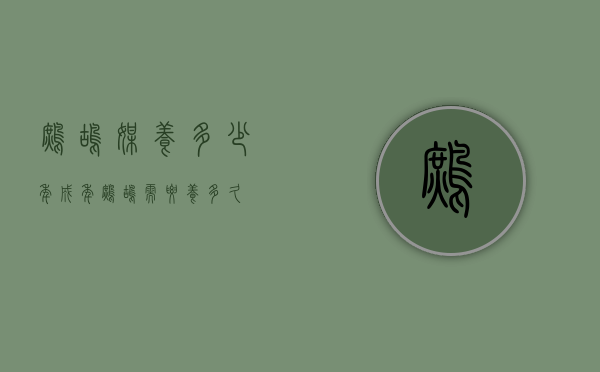 鹧鸪媒养多少年（成年鹧鸪需要养多久）