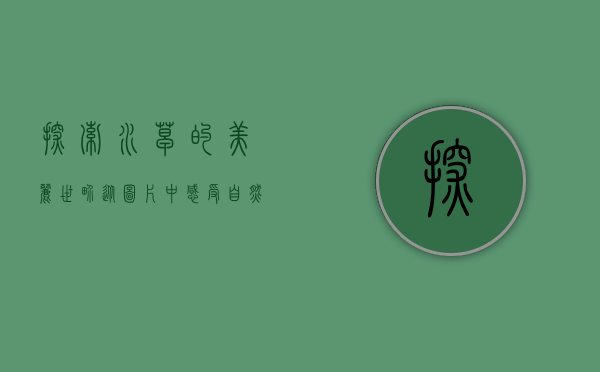 探索水草的美丽世界，从图片中感受自然与艺术的交融