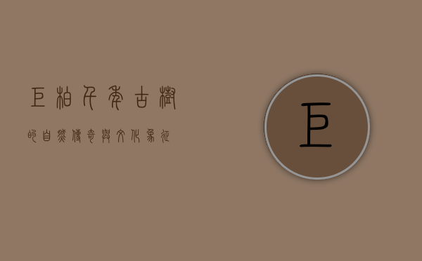 巨柏，千年古树的自然传奇与文化象征