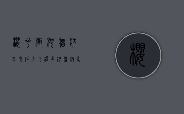 樱花树根瘤病怎么形成的（樱花根瘤病图片）