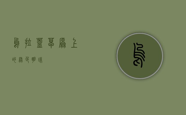 乌拉盖，草原上的绿色明珠