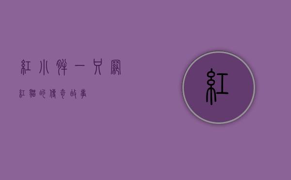 红小胖，一只网红猫的传奇故事