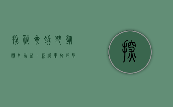 探秘食蚁兽，从图片看这一神秘生物的生态与习性