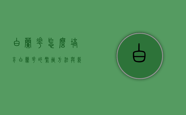 白兰花怎么培育（白兰花的繁殖方法与栽培技术）