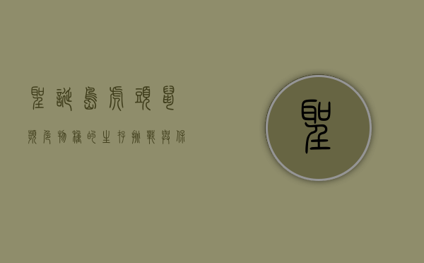 圣诞岛虎头鼠，濒危物种的生存挑战与保护之路