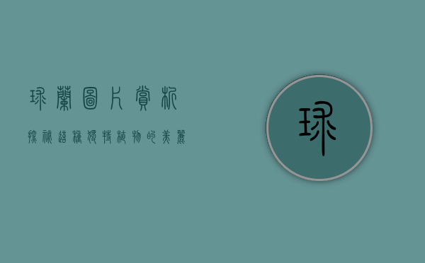 球兰图片赏析，探秘这种独特植物的美丽与魅力
