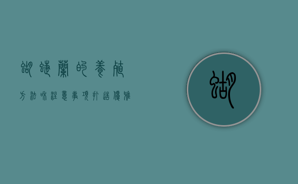 蝴蝶兰的养殖方法和注意事项，打造优雅的室内花园