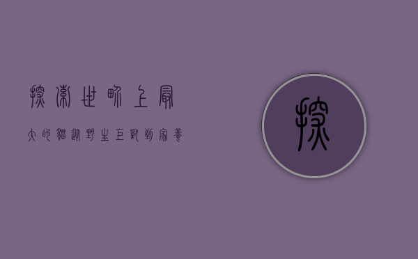 探索世界上最大的猫，从野生巨兽到家养宠物的奇妙世界