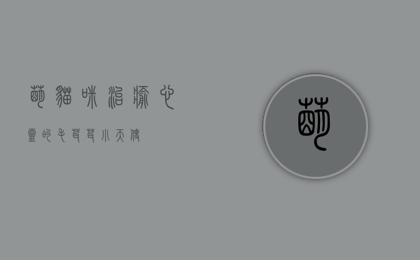 萌猫咪，治愈心灵的毛茸茸小天使