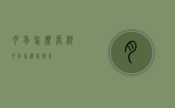 月季怎么长根（月季怎么长根系）