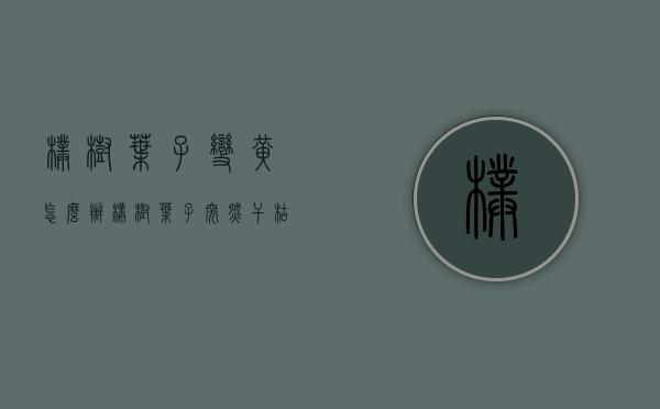 朴树叶子变黄怎么办（朴树叶子突然干枯）