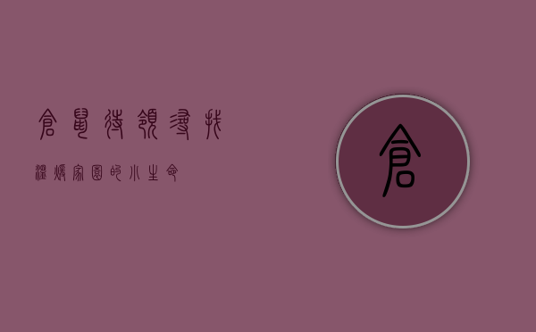 仓鼠待领，寻找温暖家园的小生命