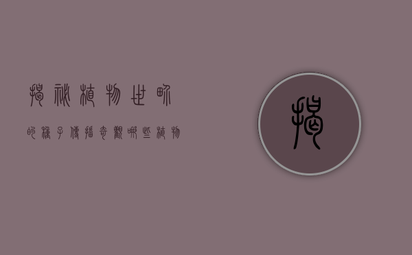 揭秘植物世界的种子传播奇观，哪些植物传播种子的方法？