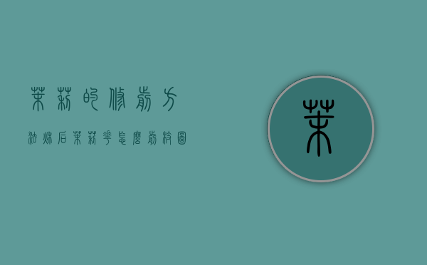 茉莉的修剪方法（秋后茉莉花怎么剪枝图解）