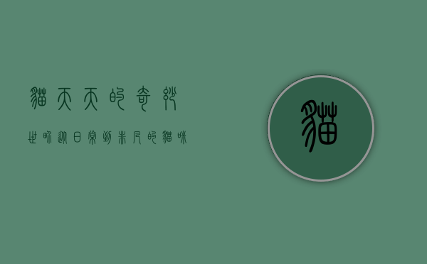 猫天天的奇妙世界，从日常到非凡的猫咪生活