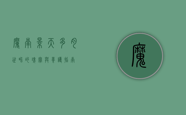 魔南景天，多肉世界的瑰宝与养护指南