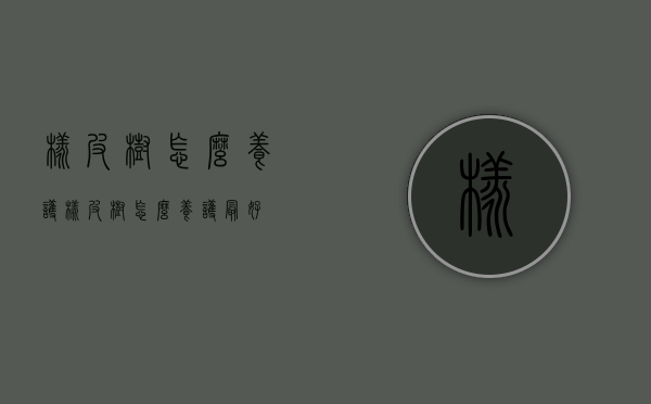 橡皮树怎么养护（橡皮树怎么养护最好）