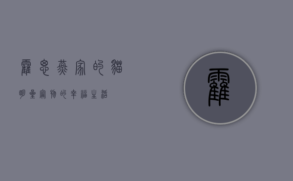 霍思燕家的猫，明星宠物的幸福生活