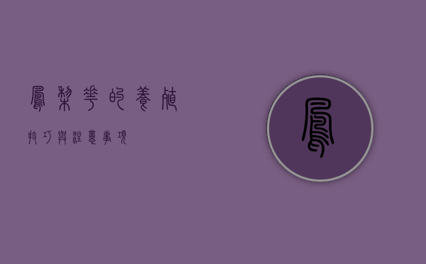 凤梨花的养殖技巧与注意事项