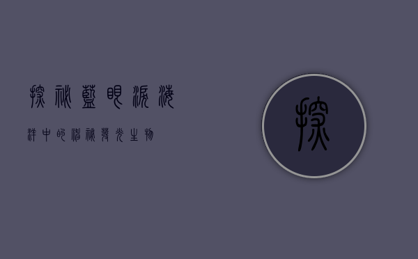 探秘蓝眼泪，海洋中的神秘发光生物