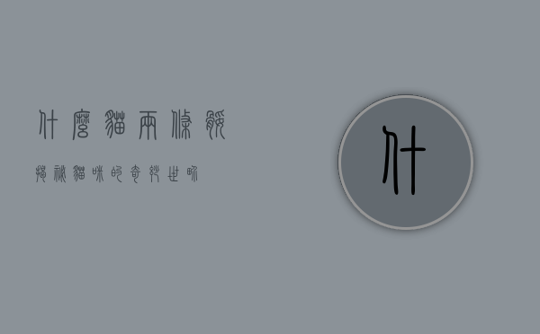 什么猫两条腿？揭秘猫咪的奇妙世界