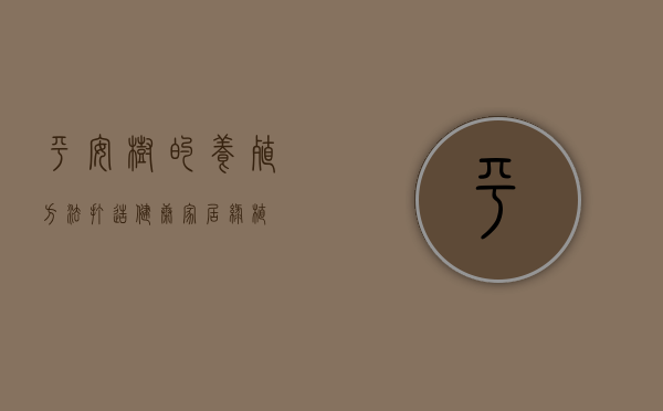 平安树的养殖方法，打造健康家居绿植