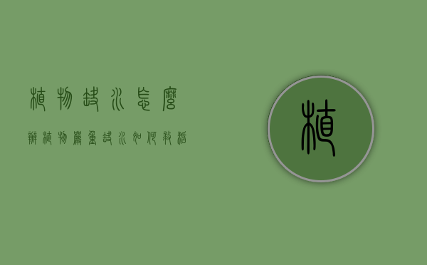 植物缺水怎么办（植物严重缺水如何救活）
