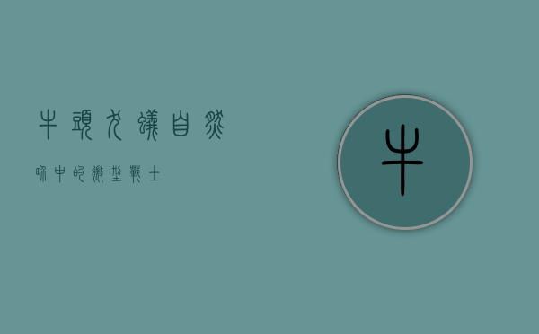 牛头犬蚁，自然界中的微型战士
