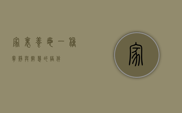 家里养龟，一种宁静与智慧的陪伴