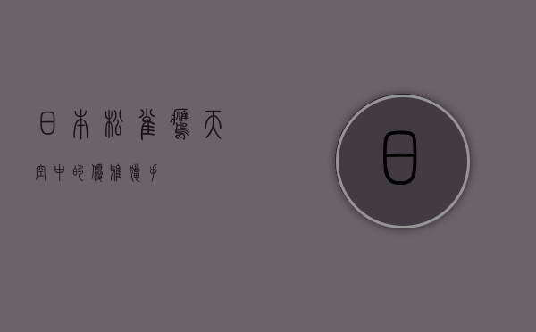日本松雀鹰，天空中的优雅猎手