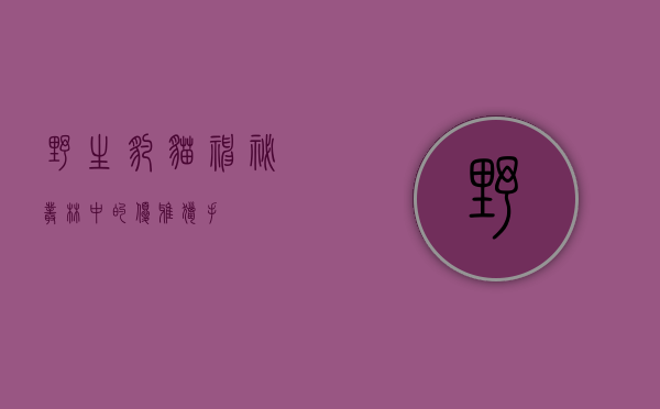 野生豹猫，神秘丛林中的优雅猎手