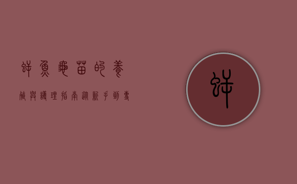 鳄鱼龟苗的养殖与护理指南，从新手到专家的全面解析