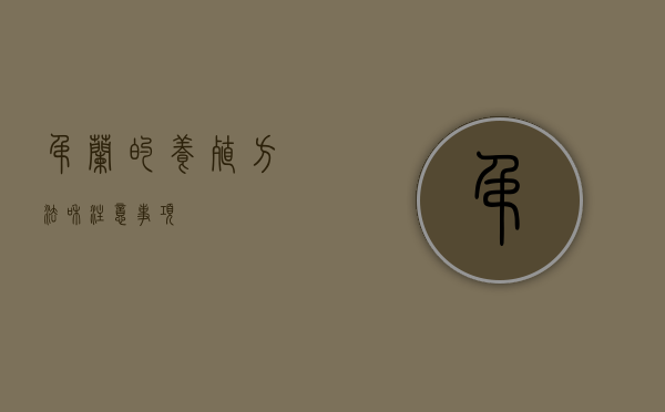 吊兰的养殖方法和注意事项