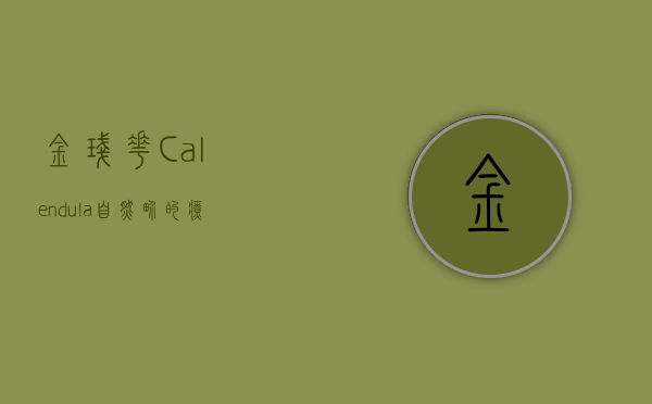 金盏花（Calendula）自然界的疗愈之花