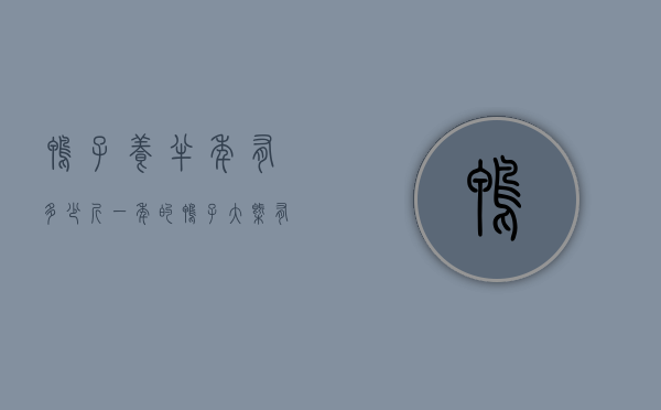 鸭子养半年有多少斤（一年的鸭子大概有多少斤）