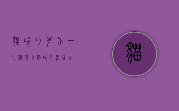 猫叫巧克力，一只猫与甜点的奇妙缘分
