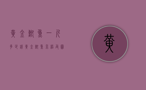黄金鲫鱼一斤多少钱（黄金鲫鱼介绍及图片）
