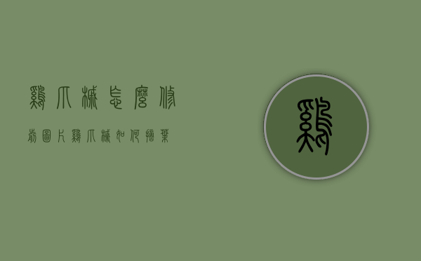 鸡爪槭怎么修剪图片（鸡爪槭如何摘叶）
