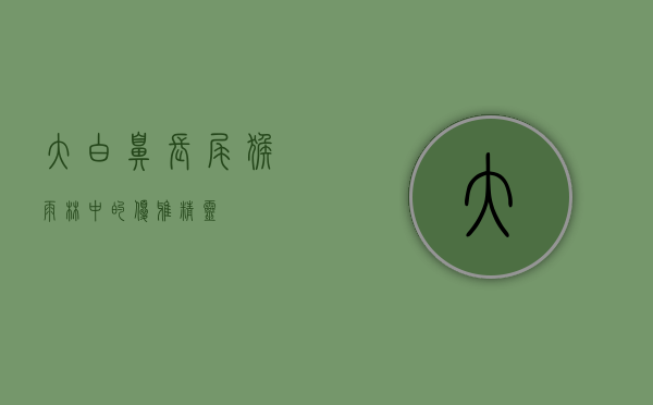 大白鼻长尾猴，雨林中的优雅精灵