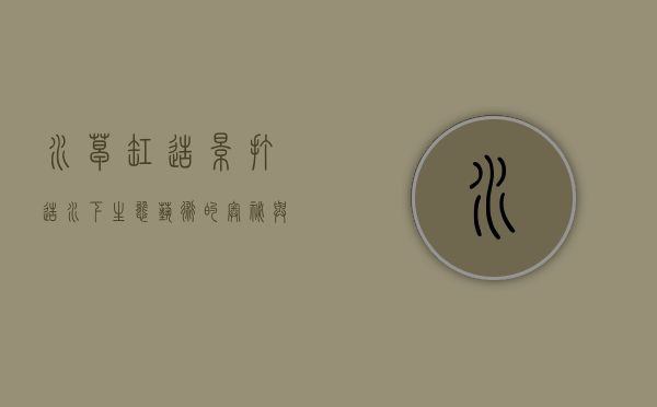 水草缸造景，打造水下生态艺术的奥秘与技巧