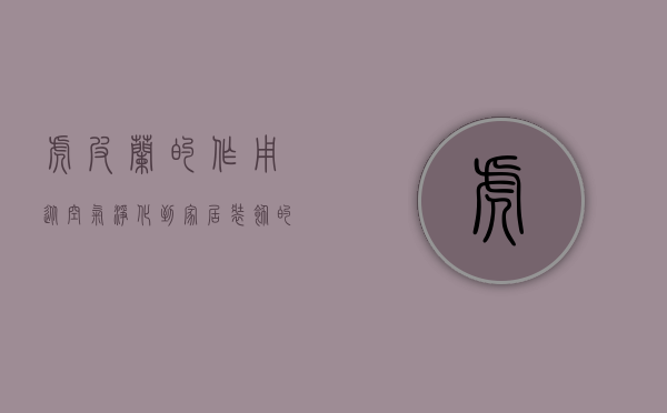 虎皮兰的作用，从空气净化到家居装饰的全面解析